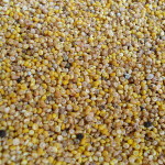 quinoa geoogst