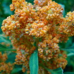 rode quinoa in bloei
